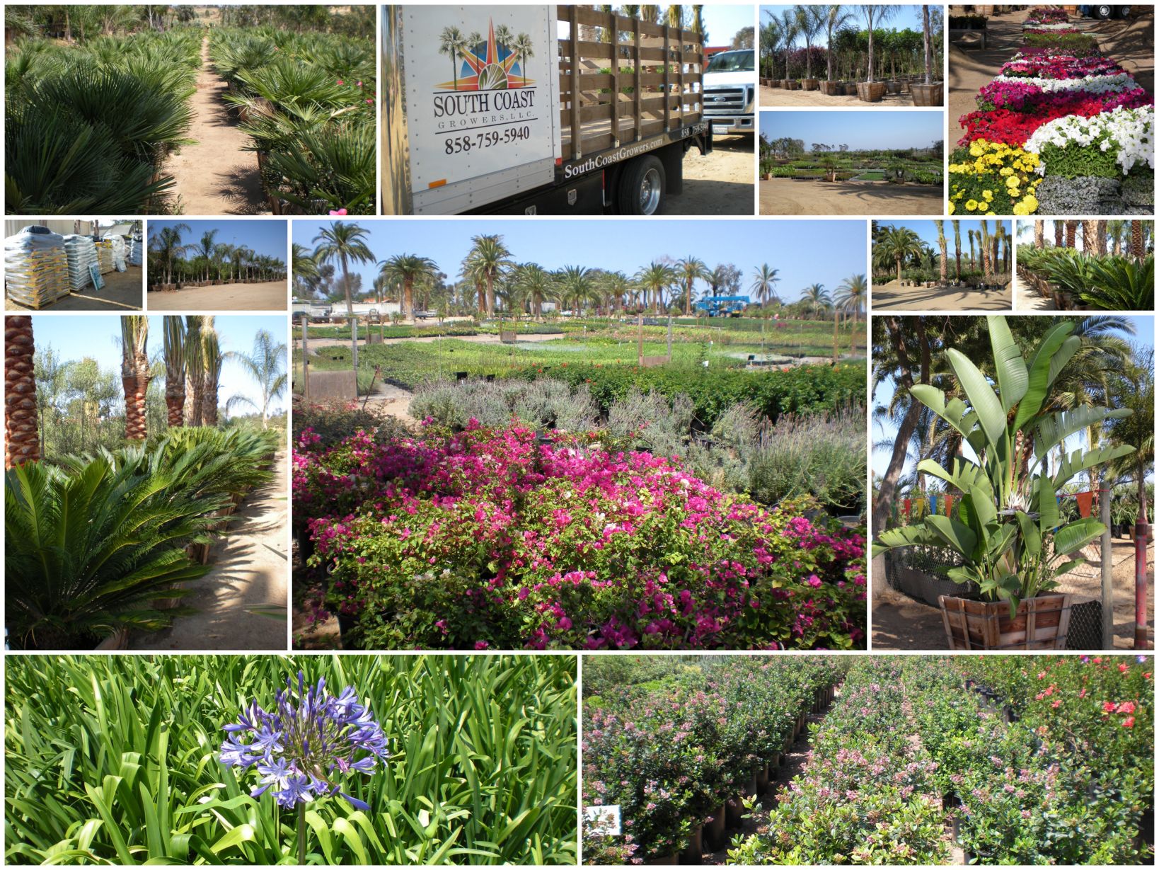 South Coast Nursery Page